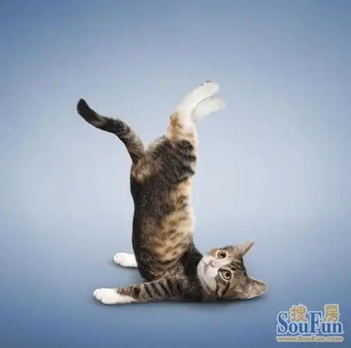 【超萌】喵星人搞笑做瑜伽 动作比你还标准!