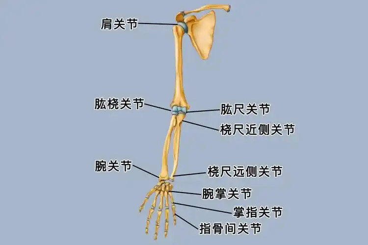 手臂关节图