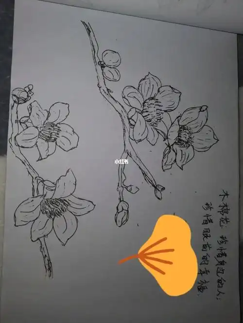 简笔画木棉花