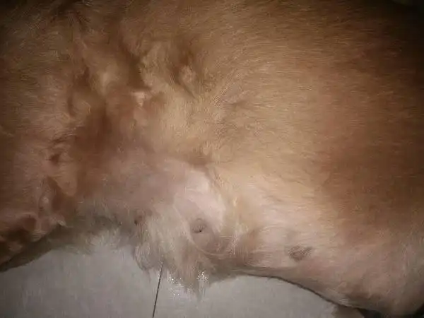 金毛怎么摸才知道怀孕了 ,这是怀孕了吗