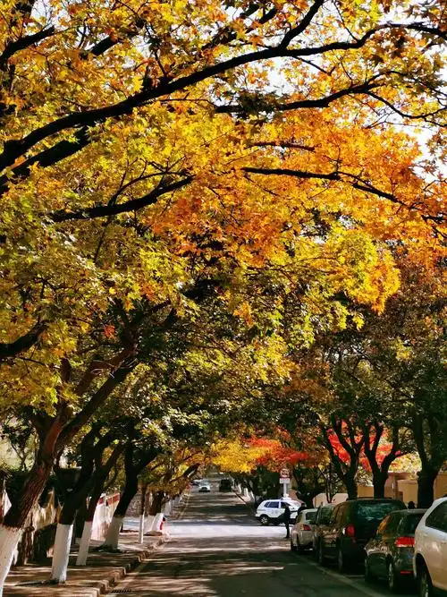 青岛八大关的秋天.