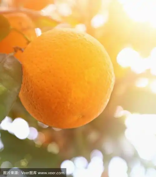 在阳光下的树上,一个成熟的橙子的特写