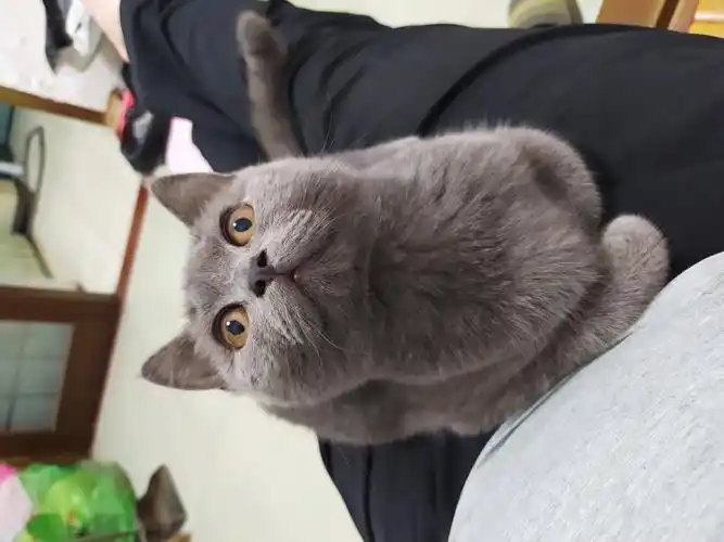 英短纯蓝猫出售