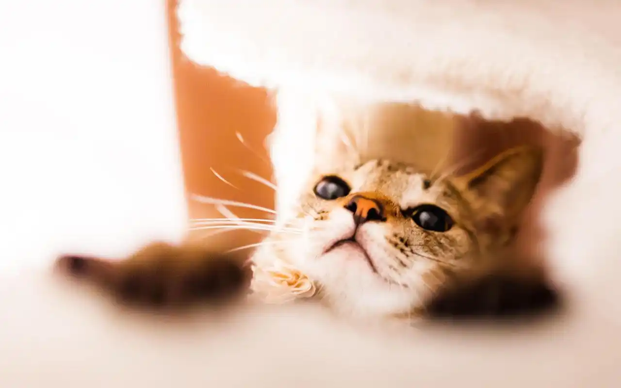 可爱萌宠喵星人桌面壁纸高清大图预览1920x1080_动物壁纸下载_美桌网