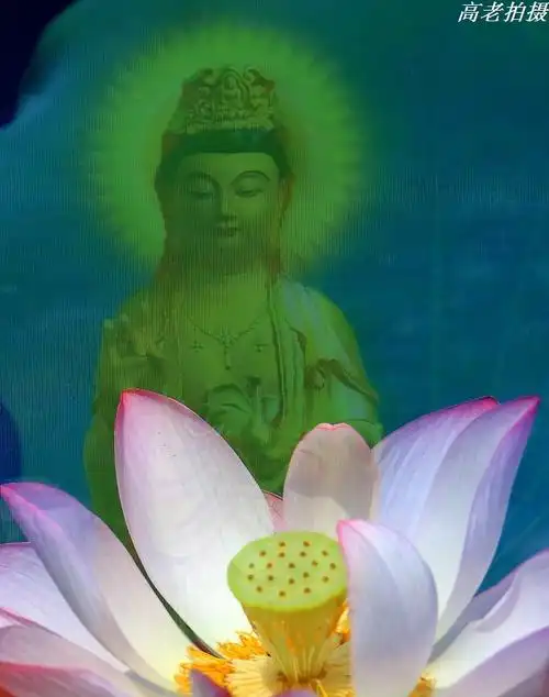 【原创摄影】佛国莲花 - 高老 - 高老