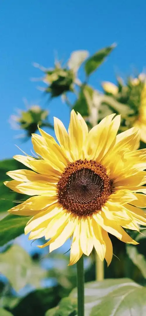 向阳而生,唯美的向日葵壁纸,全屏高清无水印_网易订阅