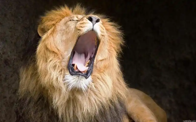 狮子打哈欠高清壁纸,高清图片,壁纸,动物-桌面城市