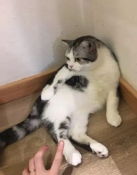 紧急救助,我家猫脖子不见了起司猪,真的要好好减肥了田园派起司猫求