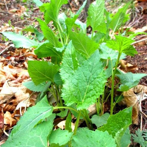 东风菜东北山野菜大耳毛野生中草药植物山蛤芦根苗新奇花卉盆栽
