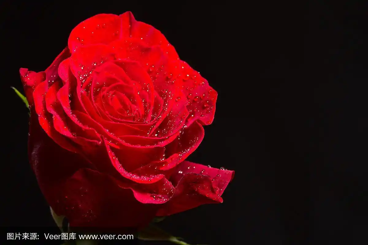 红色,玫瑰,美,水平画幅,清新