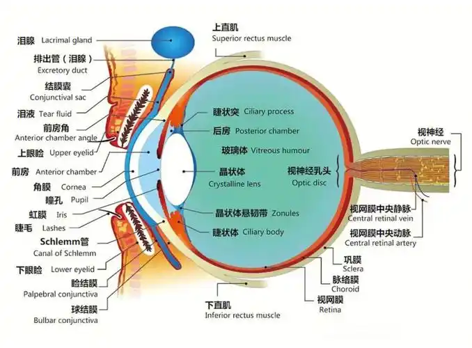了解眼球结构拒绝近视手术忽悠