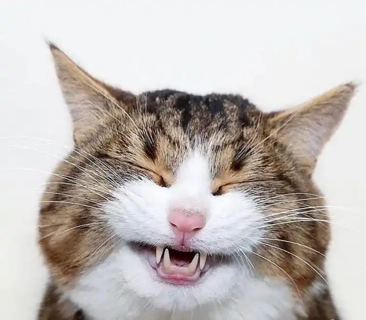 有些猫笑起来咋就那么尴尬呢