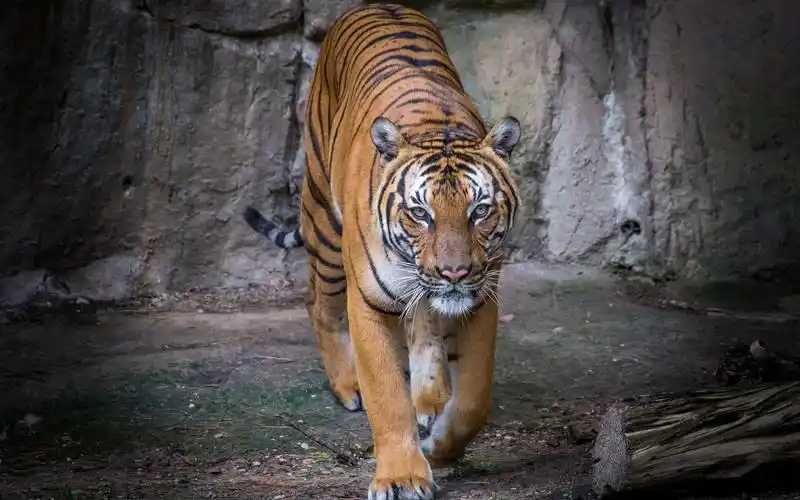 老虎走向你,正视图