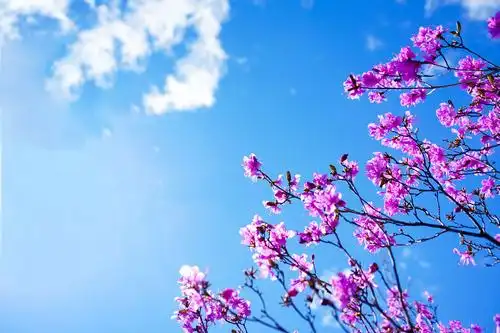 蓝天白云映鲜花