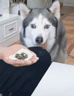 看主人包饺子,二哈都快馋哭了_表情