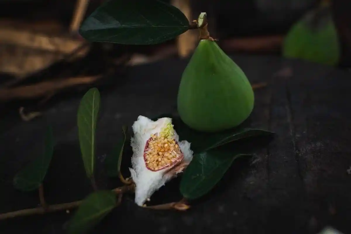 霹雳果又叫凉粉果,你吃过吗? 霹雳果的食用功效: 1.补肾固精 薜荔果中