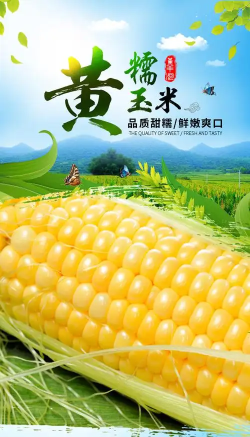 黄羊河新鲜黄糯玉米棒 18支装 真空包装香甜粘糯玉米粒玉米渣包-搜券