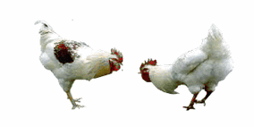 《天鹅 鸟类 鸡鸭》gif透明精品素材