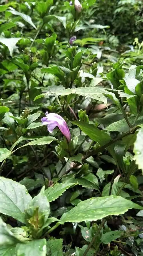 板蓝根颗粒的主药材-植物非试管高效快繁南板蓝