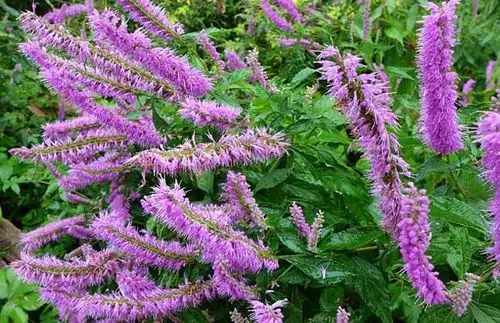 3,抗病毒作用:海州香薷的水煎剂有抗病毒作用.