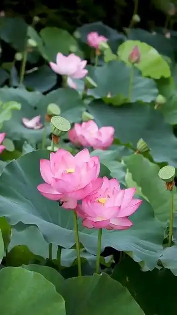 心如莲花,好运连连#荷花