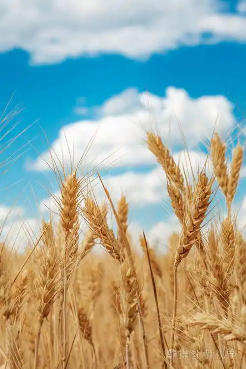 麦田金色小麦的耳朵紧贴着美丽的自然日落景观阳光下的乡村风景麦田