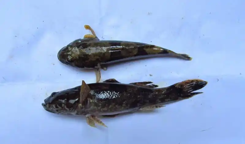 沙家浜湿地水中生命——沙塘鳢