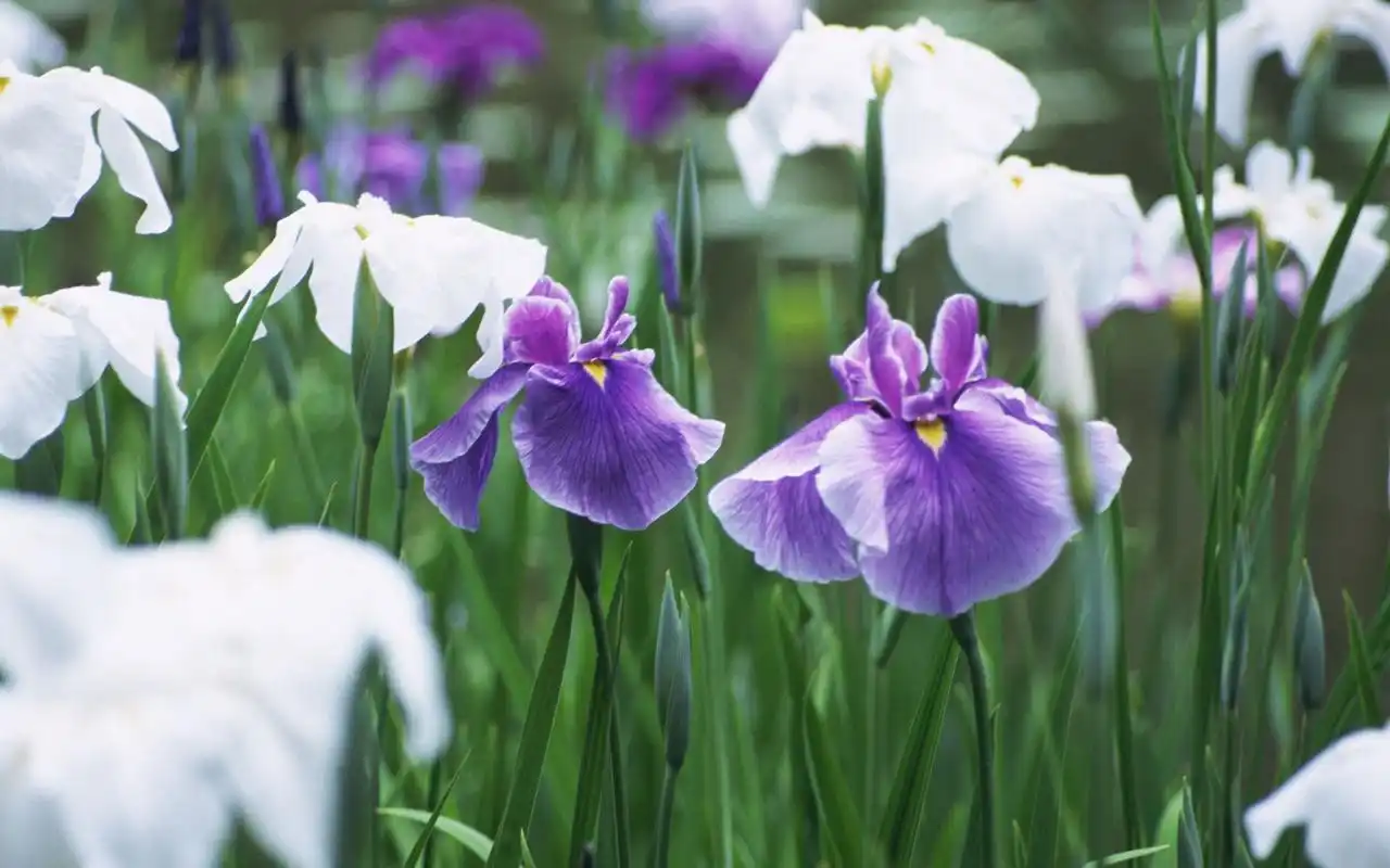 美丽的紫色花丛唯美图片桌面壁纸