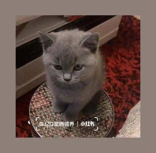 辽宁大连英短小蓝猫弟弟送养
