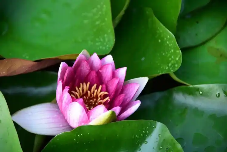 雨后清晨荷花塘