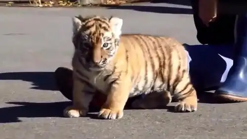 超萌的小老虎,这小脑袋看着好呆啊!