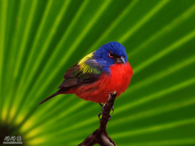 最全的鸟类动态美图(2)