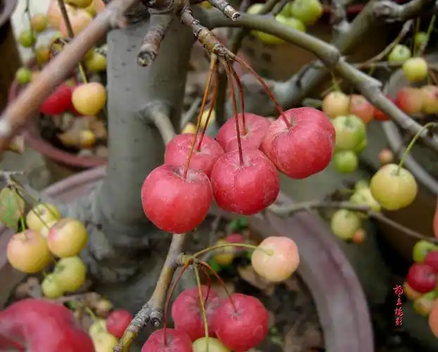 b332,冬红海棠-识记 - yangli.1946 - yangli.1946的博客