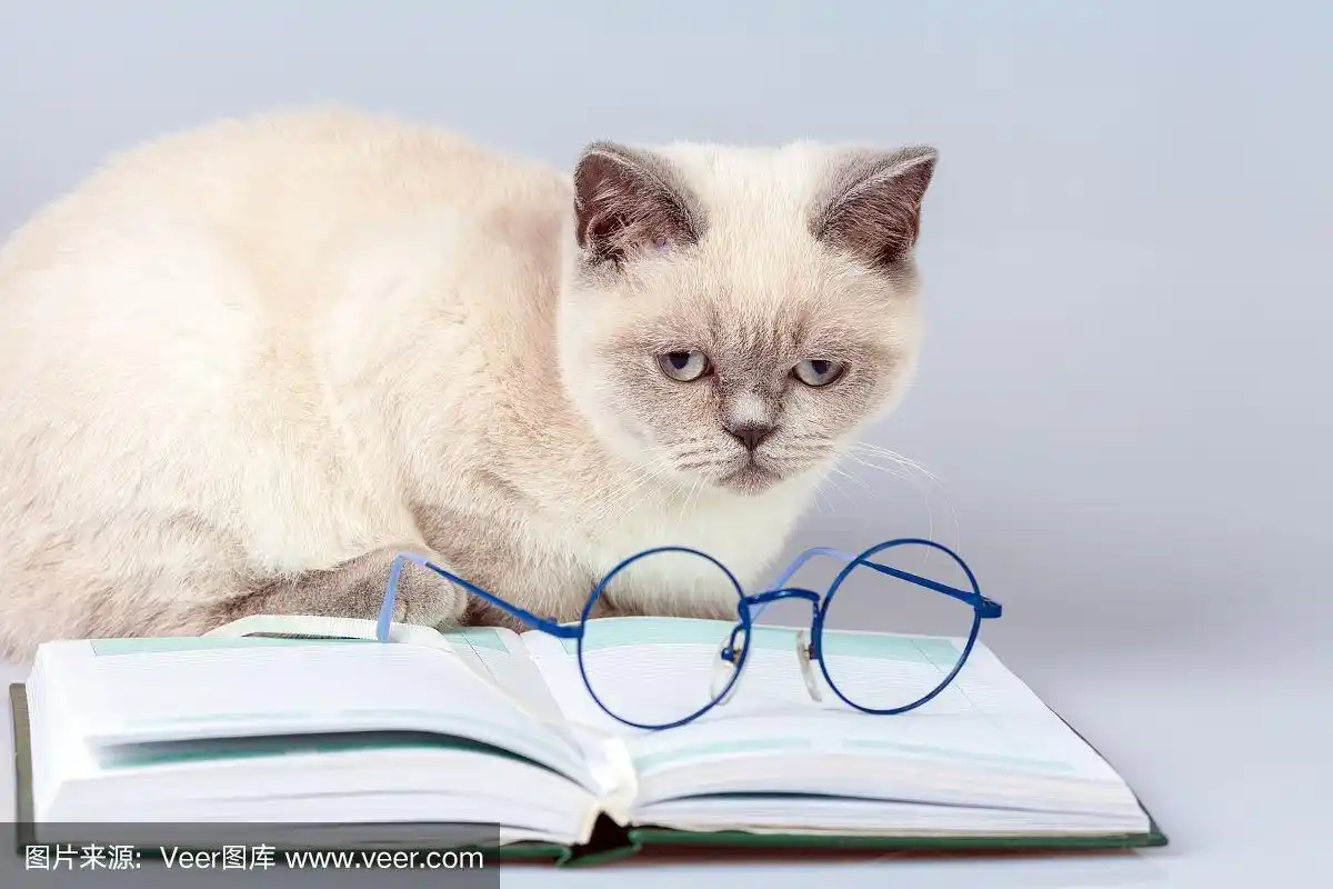 可爱的商务猫戴着眼镜,躺在笔记本(书)上