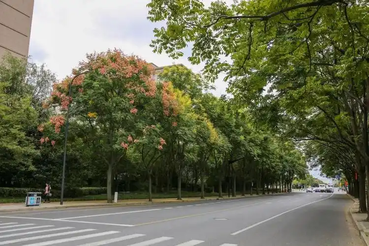 申城栾树进入花期,来徐汇这条道路欣赏一树一树的花开吧!