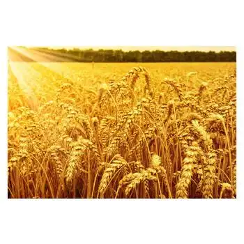 金色麦田秋天丰收图麦穗美景田野自然风景金黄秋收装饰挂画贴画l17横