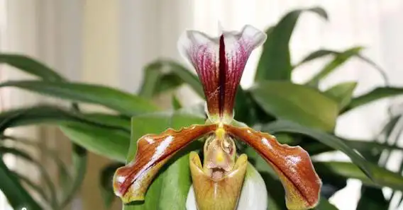 波瓣兜兰图片和介绍