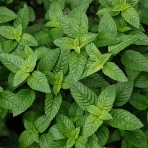 凉粉草神仙草仙人冻草药烧仙草凉粉原料凉粉草种子