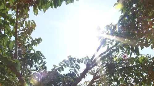 临淄有了"最美行道树"!预计2021年推广