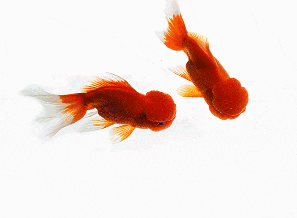 养鱼历史悠久我国养鱼历史悠久,是世界上池塘养鱼最早的国家.