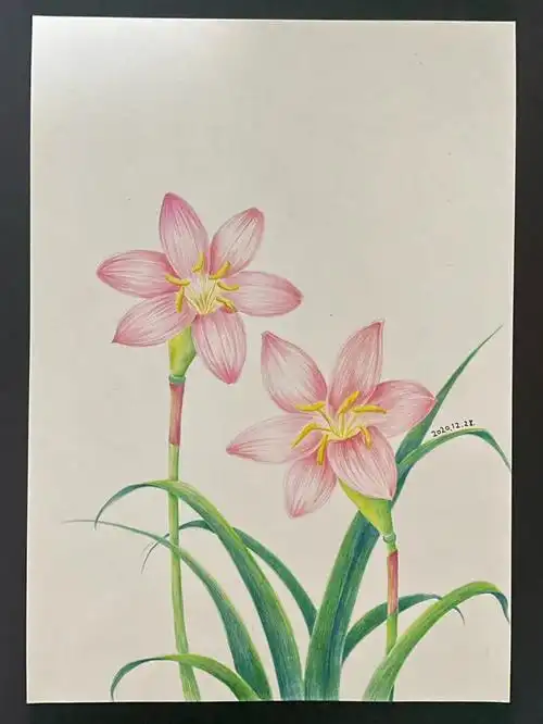 寻找小红书绘画大神  #彩铅  #彩铅临摹  #适合初学者零基础  #彩铅