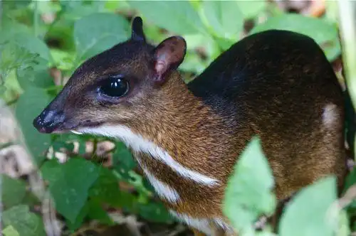 mouse deer 12 unusual cute animal