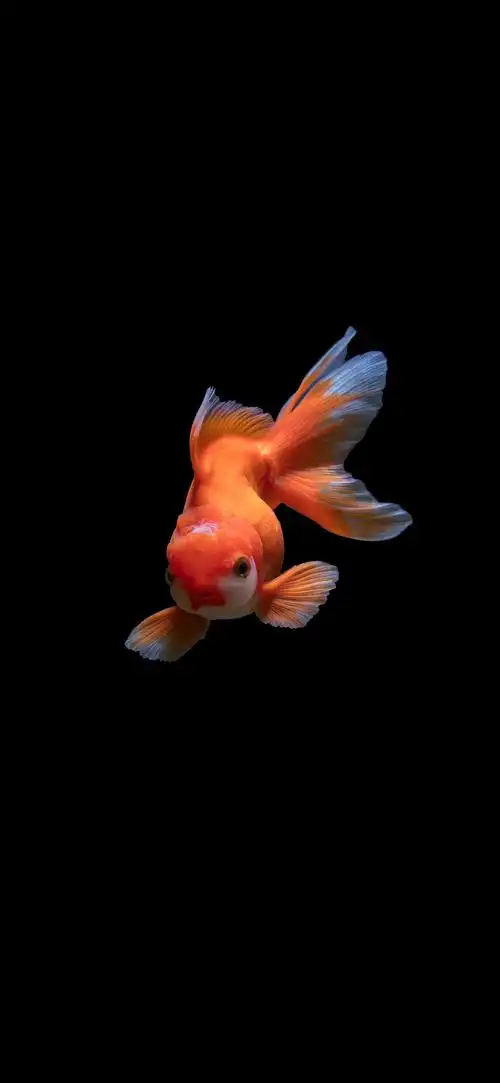 壁纸- oneplus 9r - 一加手机社区官方论坛