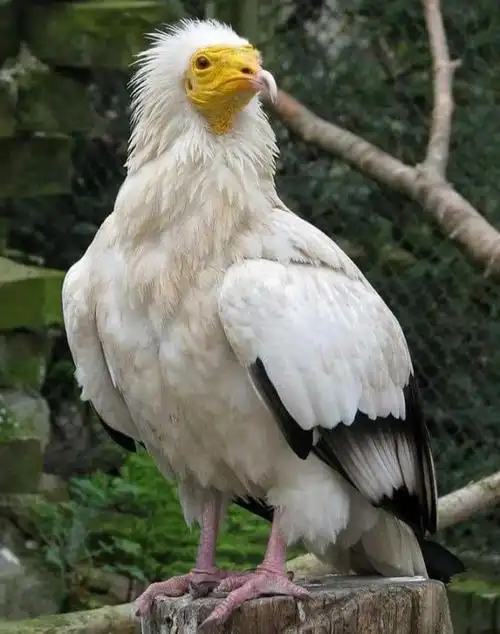 动物世界～鹰,隼,雕(大杂烩)