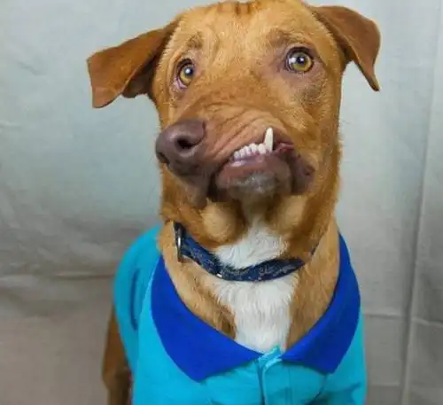 畸形狗差点被安乐死不仅重获新生还救了它的兄弟