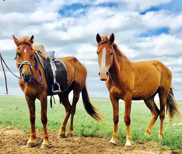 呼伦贝尔的草原,羊儿肥,牛马壮,英俊的马儿带着我们转游在空旷的