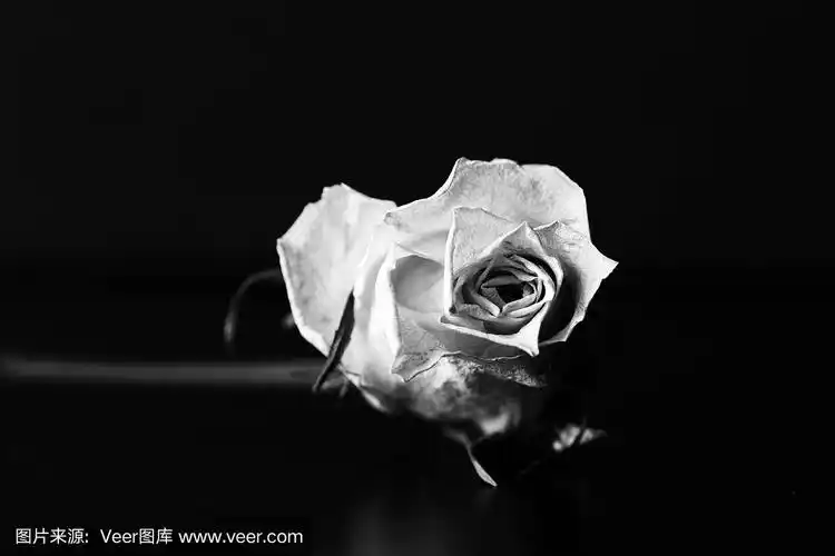 玫瑰,干的,特写,黑白图片,黑色背景