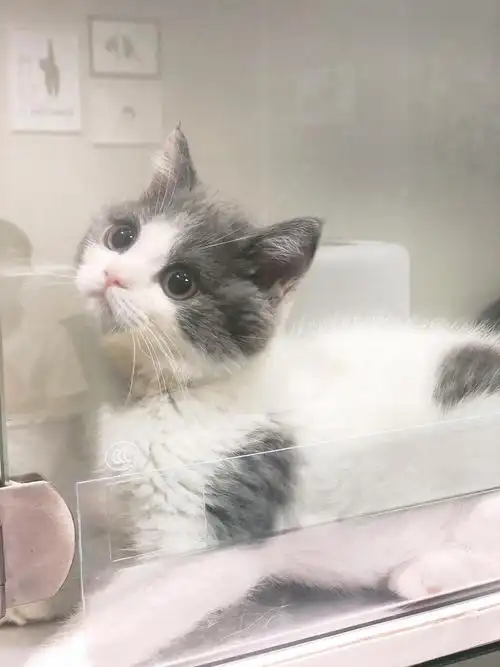 蓝白 美短 银渐层 性格好奶里奶气包三.