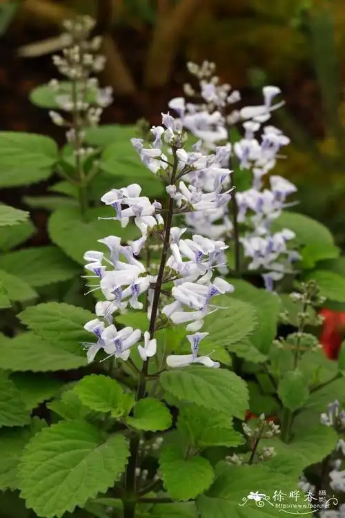 祖鲁香茶菜plectranthus zuluensis