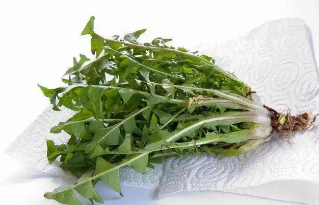 野菜蒲公英的治病小偏方十大疾病不在话下